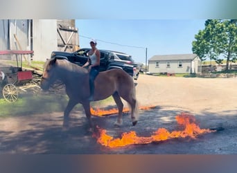 Draft Horse, Gelding, 4 years, 17 hh, Palomino