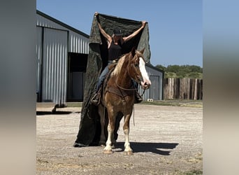 Draft Horse Mix, Gelding, 4 years, 17 hh, Sorrel