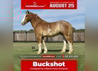 Draft Horse Mix, Gelding, 4 years, 17 hh, Sorrel