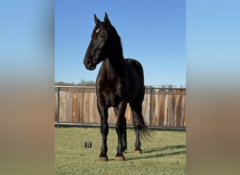 Draft Horse, Gelding, 4 years, 17,1 hh, Black