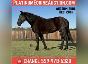 Draft Horse, Gelding, 4 years, 17,1 hh, Black