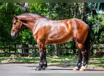 Draft Horse Mix, Gelding, 4 years, 18 hh, Bay