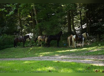 Draft Horse Mix, Gelding, 4 years, Bay