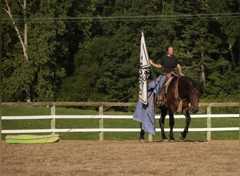 Draft Horse Mix, Gelding, 4 years, Bay