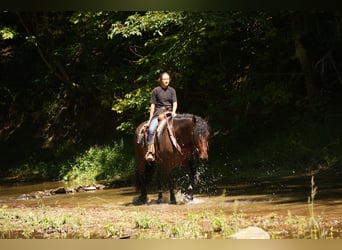 Draft Horse Mix, Gelding, 4 years, Bay