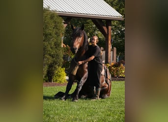 Draft Horse Mix, Gelding, 4 years, Bay