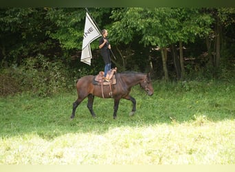 Draft Horse Mix, Gelding, 4 years, Bay