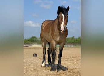 Draft Horse Mix, Gelding, 4 years, Bay