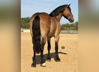 Draft Horse Mix, Gelding, 4 years, Bay
