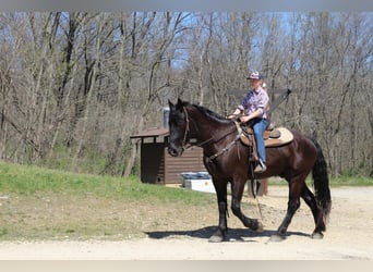 Draft Horse, Gelding, 4 years, Black