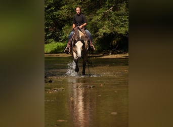 Draft Horse Mix, Gelding, 4 years, Buckskin