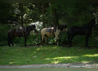 Draft Horse Mix, Gelding, 4 years, Buckskin