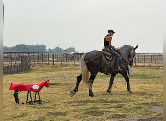 Draft Horse Mix, Gelding, 4 years, Grey-Dapple