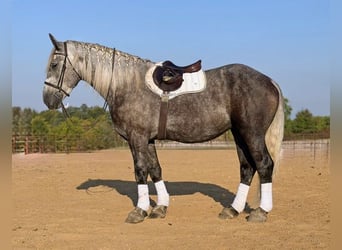 Draft Horse Mix, Gelding, 4 years, Grey-Dapple