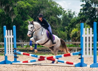Draft Horse Mix, Gelding, 4 years, Grey