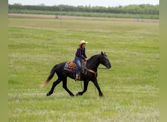 Draft Horse Mix, Gelding, 4 years, Grey