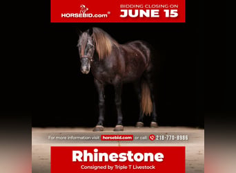 Draft Horse Mix, Gelding, 4 years, Grey