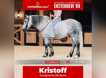 Draft Horse Mix, Gelding, 4 years, Grey