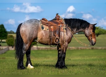 Draft Horse Mix, Gelding, 4 years, Roan-Bay