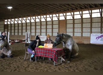 Draft Horse, Gelding, 4 years, Roan-Blue