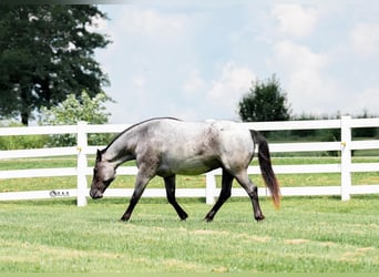 Draft Horse Mix, Gelding, 4 years, Roan-Blue