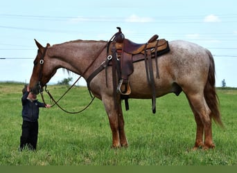 Draft Horse Mix, Gelding, 4 years, Roan-Red