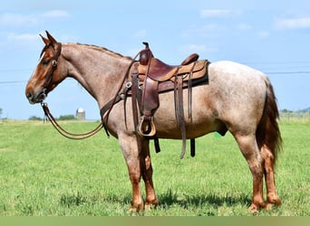 Draft Horse Mix, Gelding, 4 years, Roan-Red