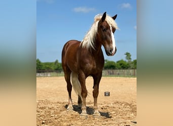 Draft Horse Mix, Gelding, 4 years, Sorrel