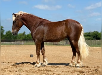 Draft Horse Mix, Gelding, 4 years, Sorrel