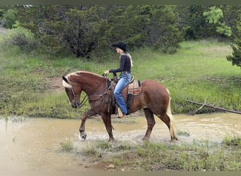 Draft Horse Mix, Gelding, 4 years, Sorrel