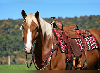 Draft Horse Mix, Gelding, 4 years, Sorrel