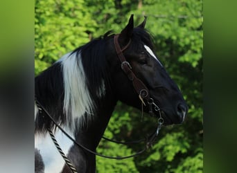 Draft Horse Mix, Gelding, 4 years