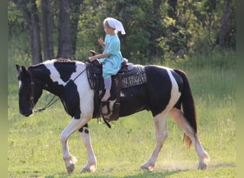 Draft Horse Mix, Gelding, 4 years