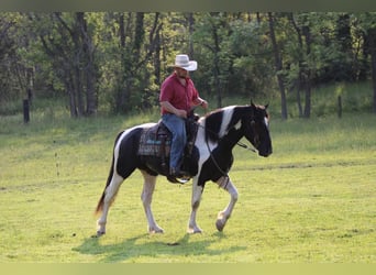 Draft Horse Mix, Gelding, 4 years