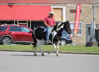 Draft Horse Mix, Gelding, 4 years