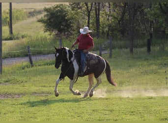 Draft Horse Mix, Gelding, 4 years