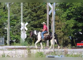 Draft Horse Mix, Gelding, 4 years
