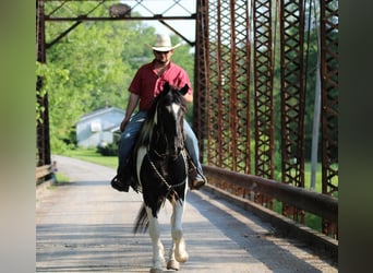 Draft Horse Mix, Gelding, 4 years