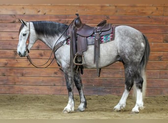Draft Horse Mix, Gelding, 5 years, 13.3 hh, Grey