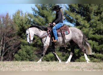 Draft Horse Mix, Gelding, 5 years, 13.3 hh, Grey
