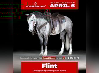 Draft Horse Mix, Gelding, 5 years, 13.3 hh, Grey