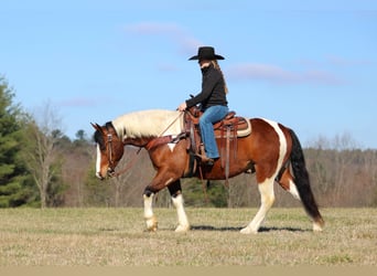 Draft Horse Mix, Gelding, 5 years, 14.1 hh, Pinto