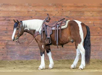Draft Horse Mix, Gelding, 5 years, 14.1 hh, Pinto