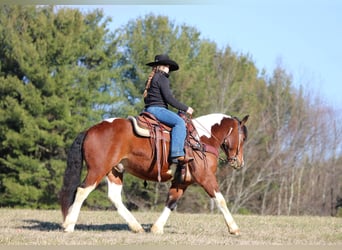 Draft Horse Mix, Gelding, 5 years, 14.1 hh, Pinto