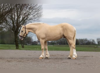 Draft Horse Mix, Gelding, 5 years, 14.2 hh, Champagne