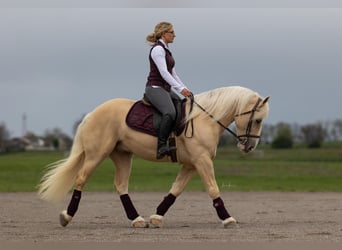 Draft Horse Mix, Gelding, 5 years, 14.2 hh, Champagne
