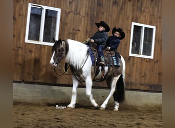 Draft Horse Mix, Gelding, 5 years, 14,2 hh, Grullo