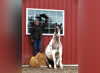 Draft Horse Mix, Gelding, 5 years, 14,2 hh, Grullo