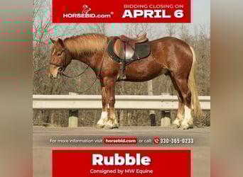 Draft Horse Mix, Gelding, 5 years, 14.2 hh, Sorrel