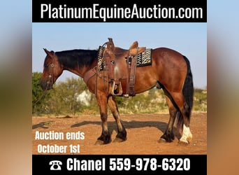 Draft Horse, Gelding, 5 years, 14,3 hh, Bay